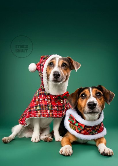 Schattige kerstkaart van hondjes met kerstkleding 2