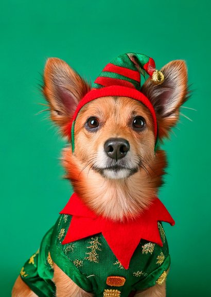 Schattige kerstkaartjes met hondje in kerst outfit 2