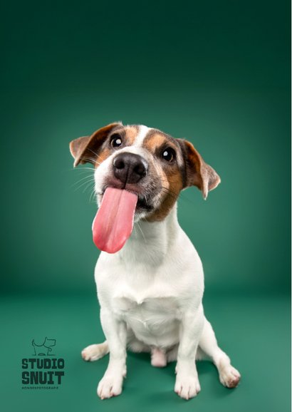 Schattige verjaardagskaart hondje dikke zoen 2