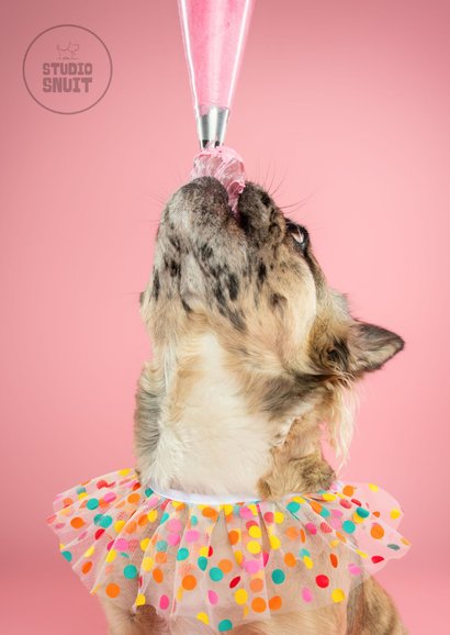 Schattige verjaardagskaart van franse bulldog met slagroom 2