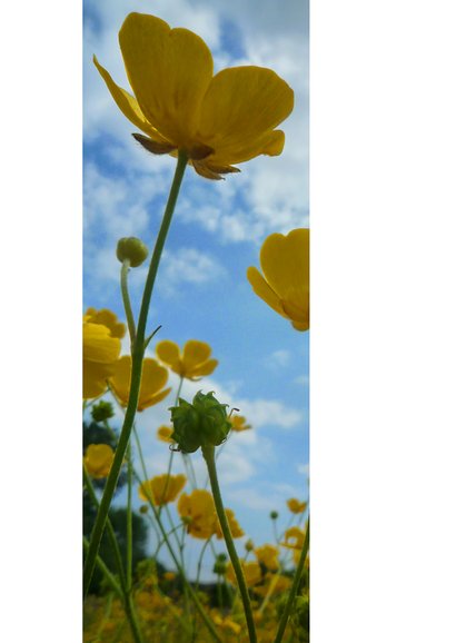 Sterke Boterbloemen 2