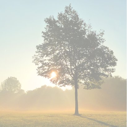 Sterkte boom in de ochtendzon 2