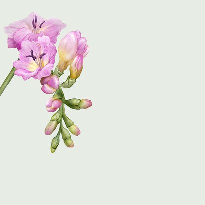 Sterkte condoleance kaart fresia roze bloemen 2