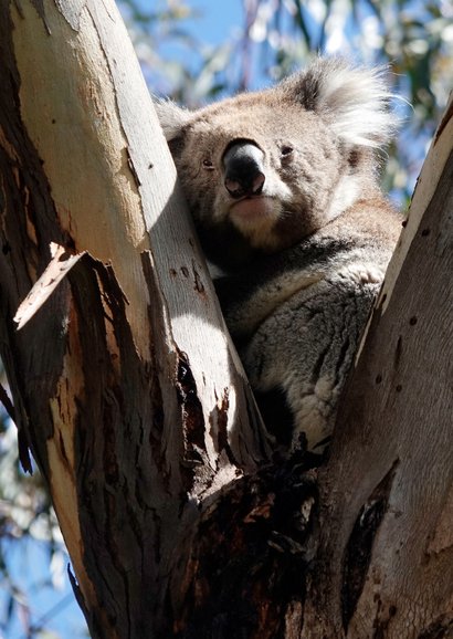 Sterkte kaart dikke knuffel koala 2