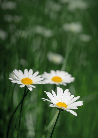 Sterkte kaart margrietjes bloemen ik denk aan je  2