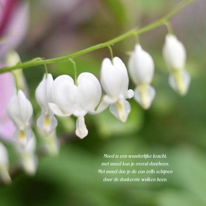 Sterkte kaart met natuurfoto van gebroken hartjes plant 2