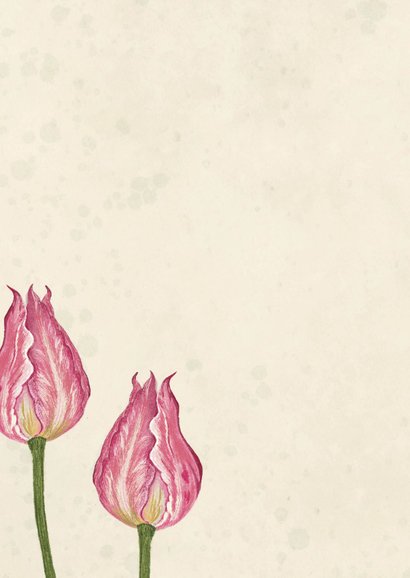 Sterkte kaart tulpen met roze en groen tinten 2