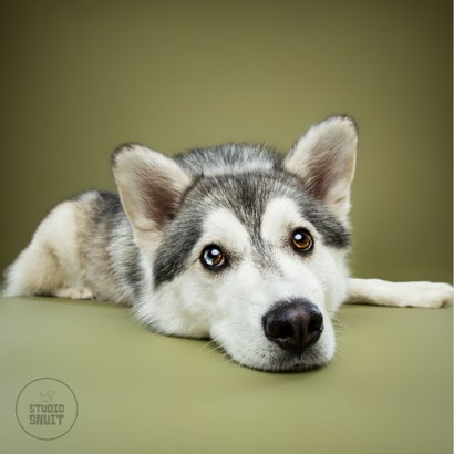 Sterkte kaart van liggend hondje met kop op grond 2