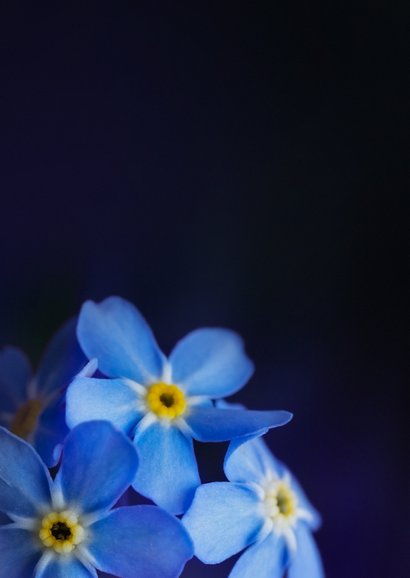 Sterkte kaart vergeet-me-nietjes bloemen 2