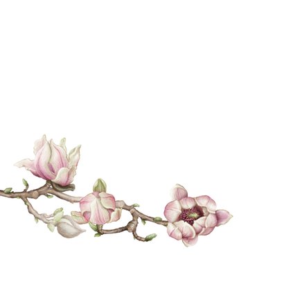 Sterkte medeleven kaart magnolia 2