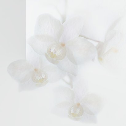 Sterkte met orchideeën 2