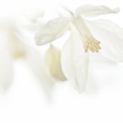 Sterkte met witte bloemen 2