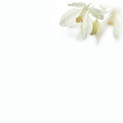 Sterkte met witte bloemen 3