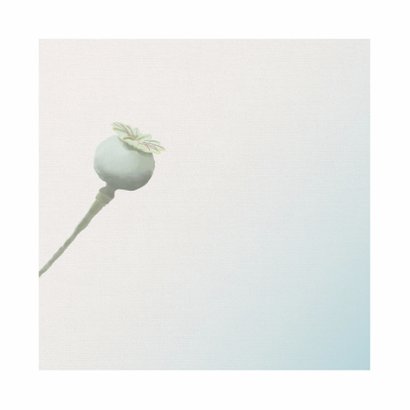 Sterkte - Papaver -MW 2