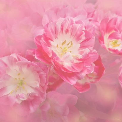 Sterkte roze witte tulpen 2