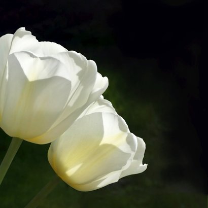 Sterkte witte tulpen 2