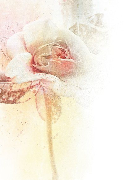 Sterktekaart engelse roos pastel 2