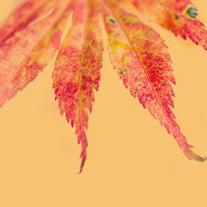 Sterktekaart met herfstblad 2