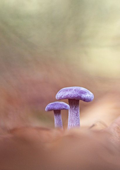 Sterktekaart met paddenstoel in het bos 2