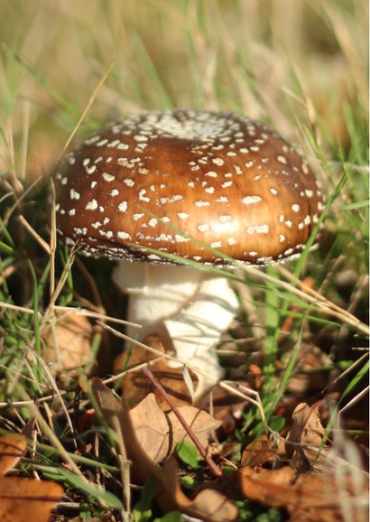 Sterktekaart paddestoel bruin met blaadjes herfst 2