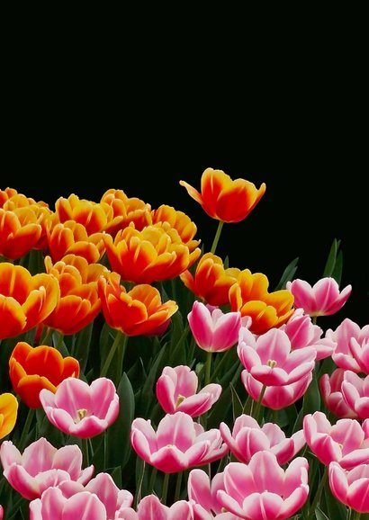 Sterktekaart rood roze gele tulpen 2