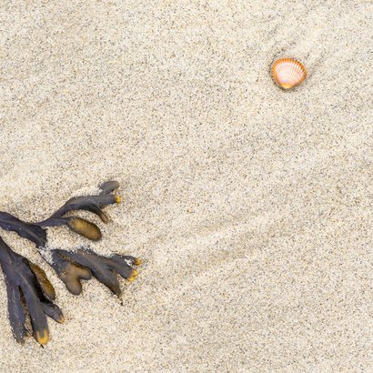 Sterktekaart strand met schelp 2