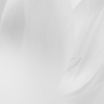 Sterktekaart tulpen 3