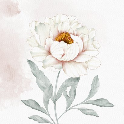 Sterktekaart witte pioenroos 2