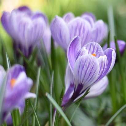 Stijlvolle condoleancekaart lente met foto van krokussen 2