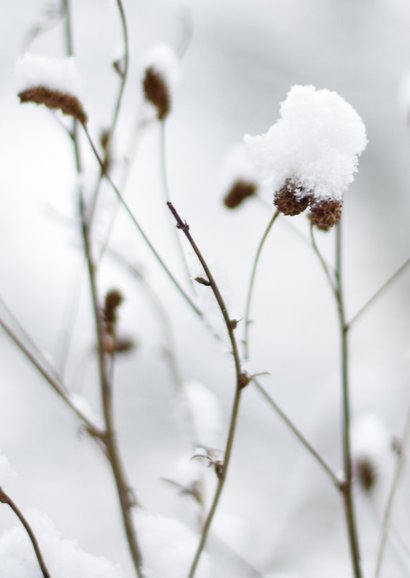 Stijlvolle sterkte kaart winter met besneeuwde plantjes 2