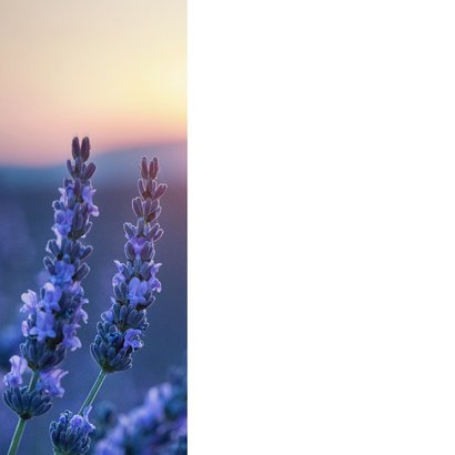 Stijlvolle sterktekaart met lavendel en zonsondergang 2