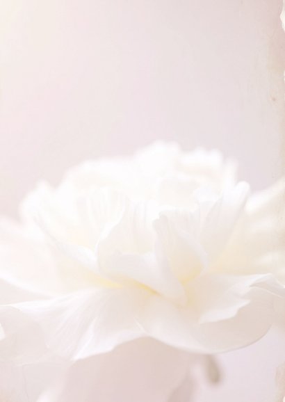 Subtiele condoleancekaart met witte bloem 2