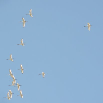 Succes kaart vogels fly 2