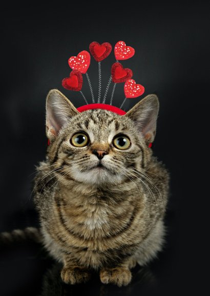 Te laat valentijnskaartje met poes - Sorry, kat het vergeten 2