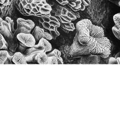 Trouwkaart zwart wit stijlvol foto natuur kunst koraal Achterkant