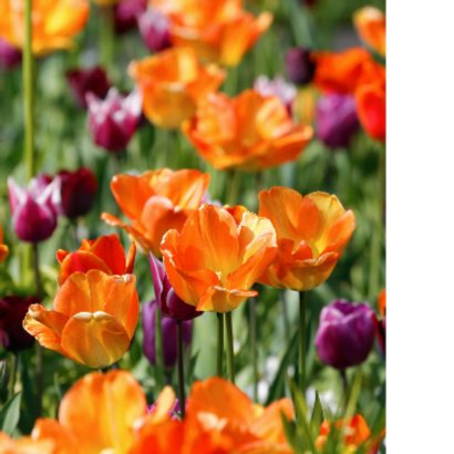 Tulpenveld oranje paars OT 2