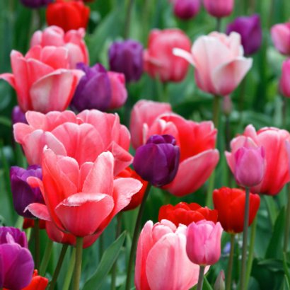 Tulpenveld roze paars rood OT 2