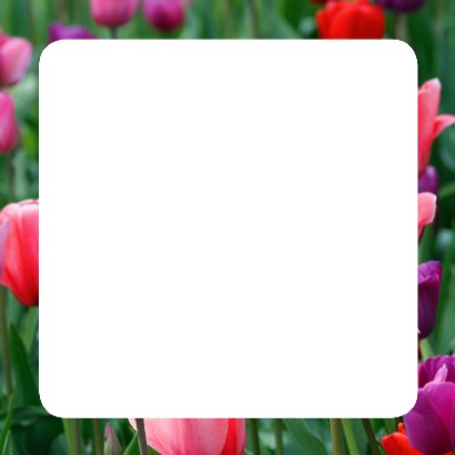 Tulpenveld roze paars rood OT 3