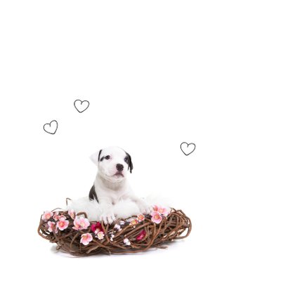 Valentijn - Puppy Love - Hond hangmat roze 2