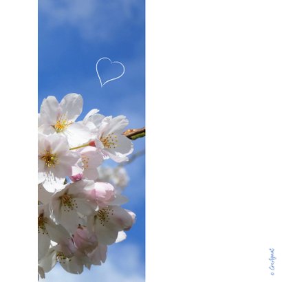 Valentine Cherry blossom 2