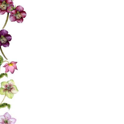 Verjaardag helleborus rozen 2