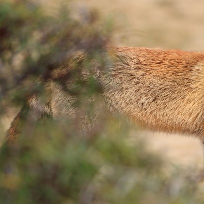 Verjaardagskaart foto van vos in de duinen 2