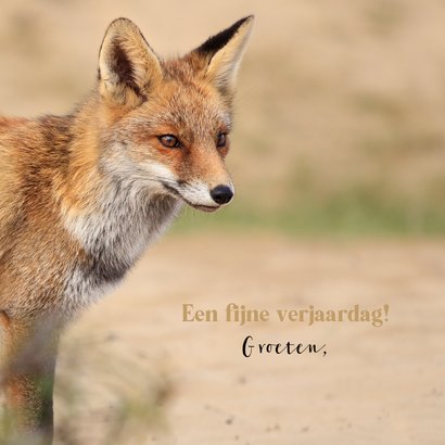 Verjaardagskaart foto van vos in de duinen 3