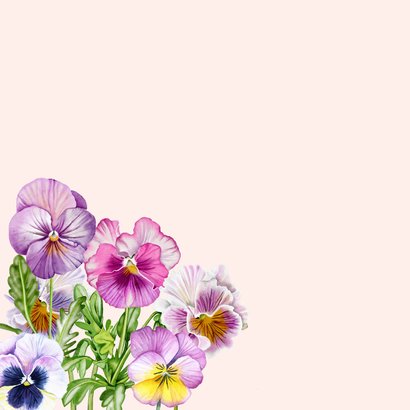 Verjaardagskaart gekleurde viooltjes 2