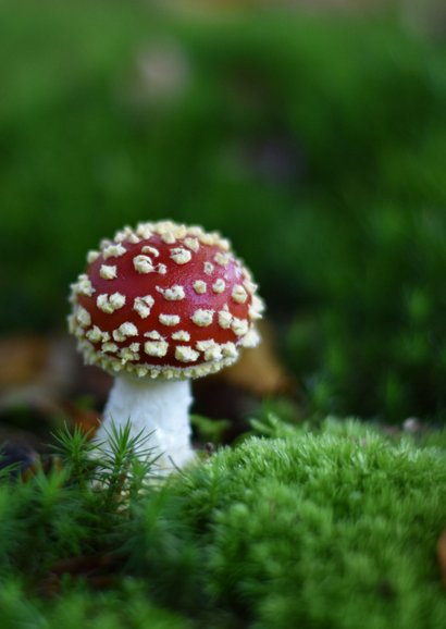 Verjaardagskaart herfst thema met rode paddenstoel  2