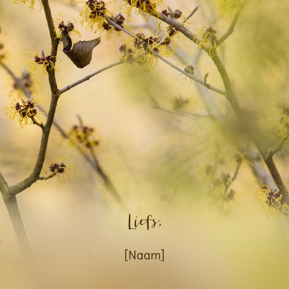 Verjaardagskaart koolmees op tak Hamamelis 3
