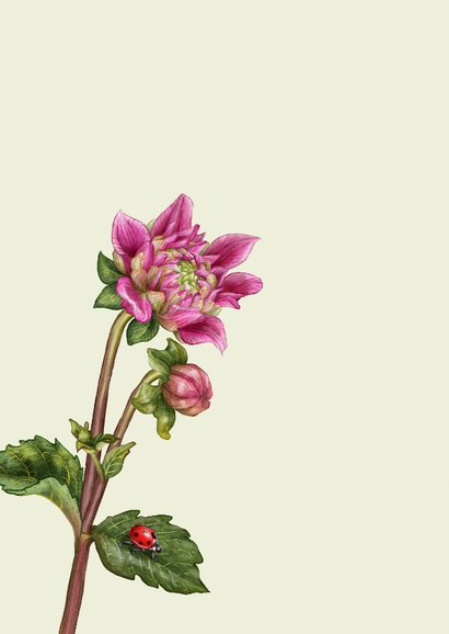 Verjaardagskaart met roze dahlia libelle & lieveheersbeestje 2