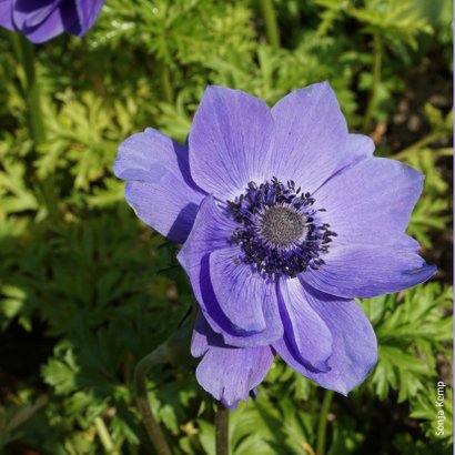 Verjaardagskaart paarse bloem - SK 2