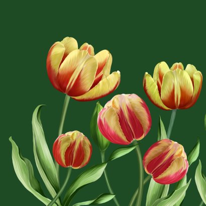 Verjaardagskaart rood-gele tulpen 2