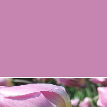 Verjaardagskaart roze tulp - SK 3